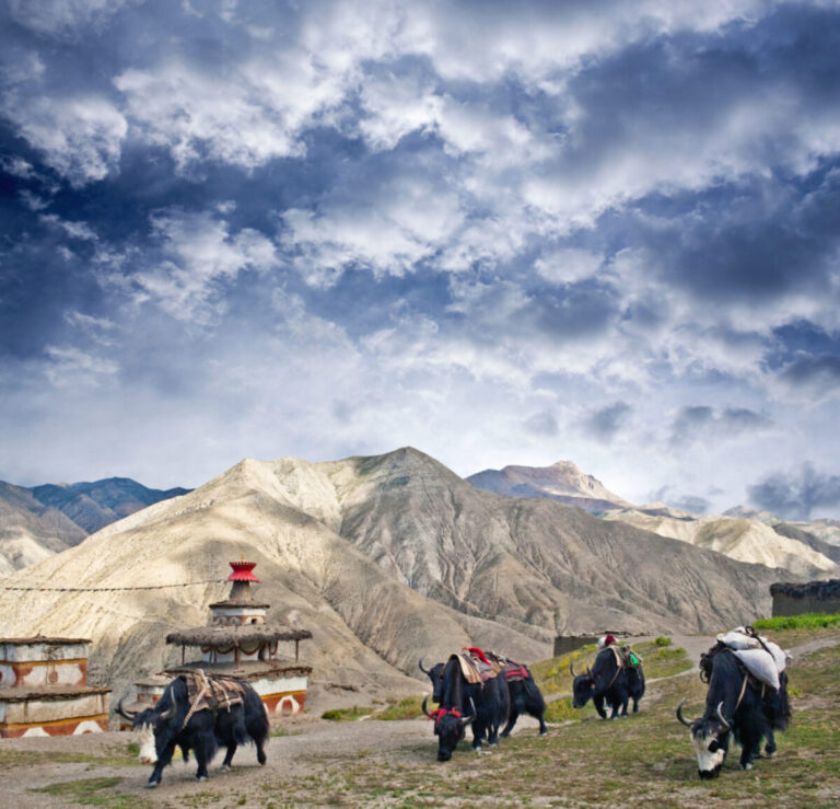 Ancient Trade Routes – Dolpa’s Connection to Tibet