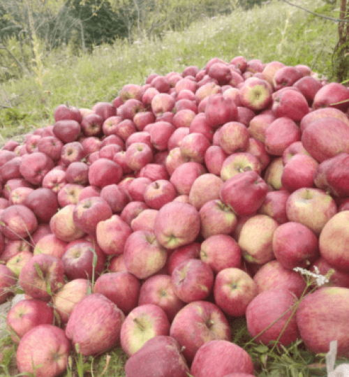 Apple farming in dolpa, nepal