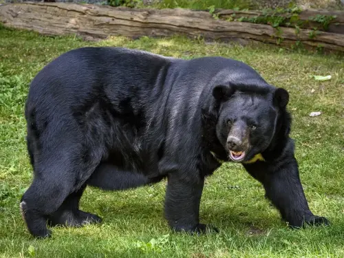 The Mysterious Himalayan Black Bear