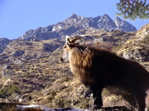 Himalayan Tahr: Rugged and Resilient