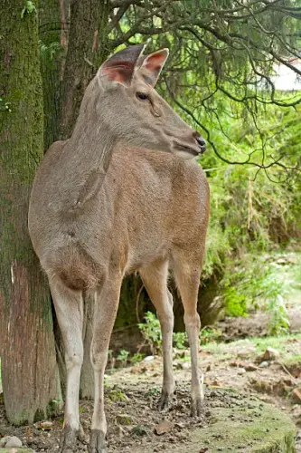 The Silent Musk Deer